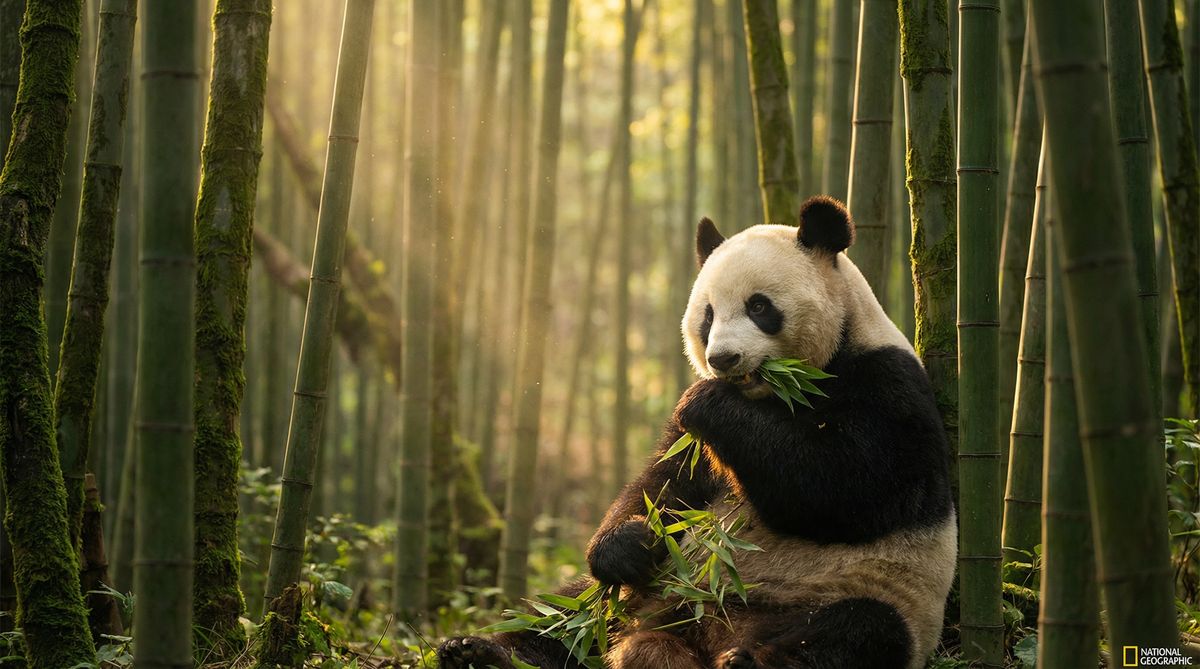 网红主播动物写真视频社区