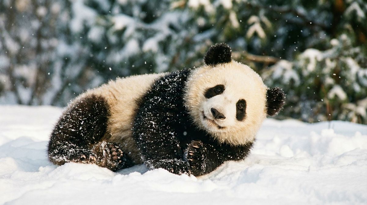 网红主播熊猫视频社区